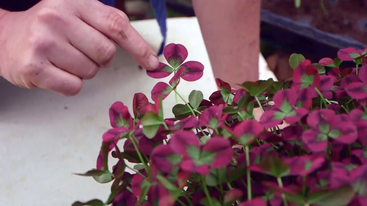 brico 949 3 treboles ornamentales variedad granate