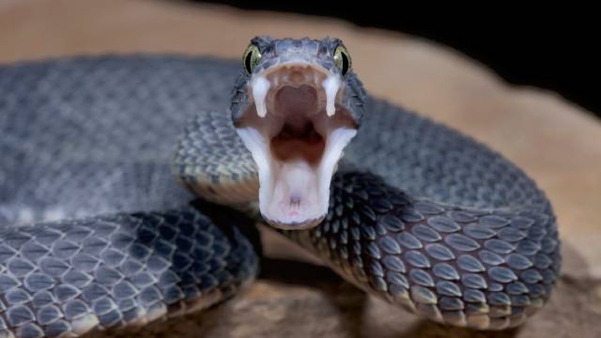 animales venenosos prohibidos nueva ley bienestar animal 2023