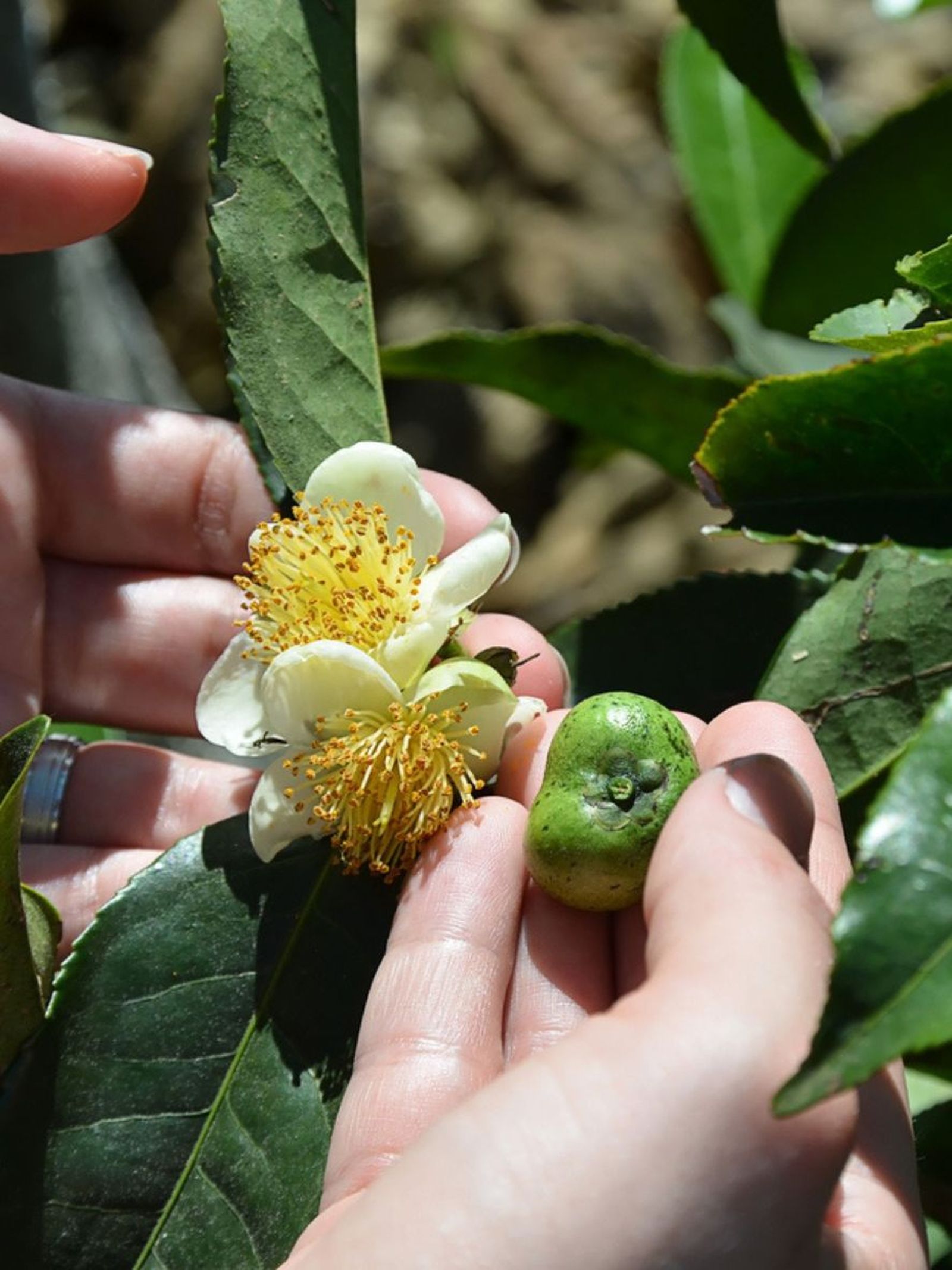 planta acida camellia sinensis