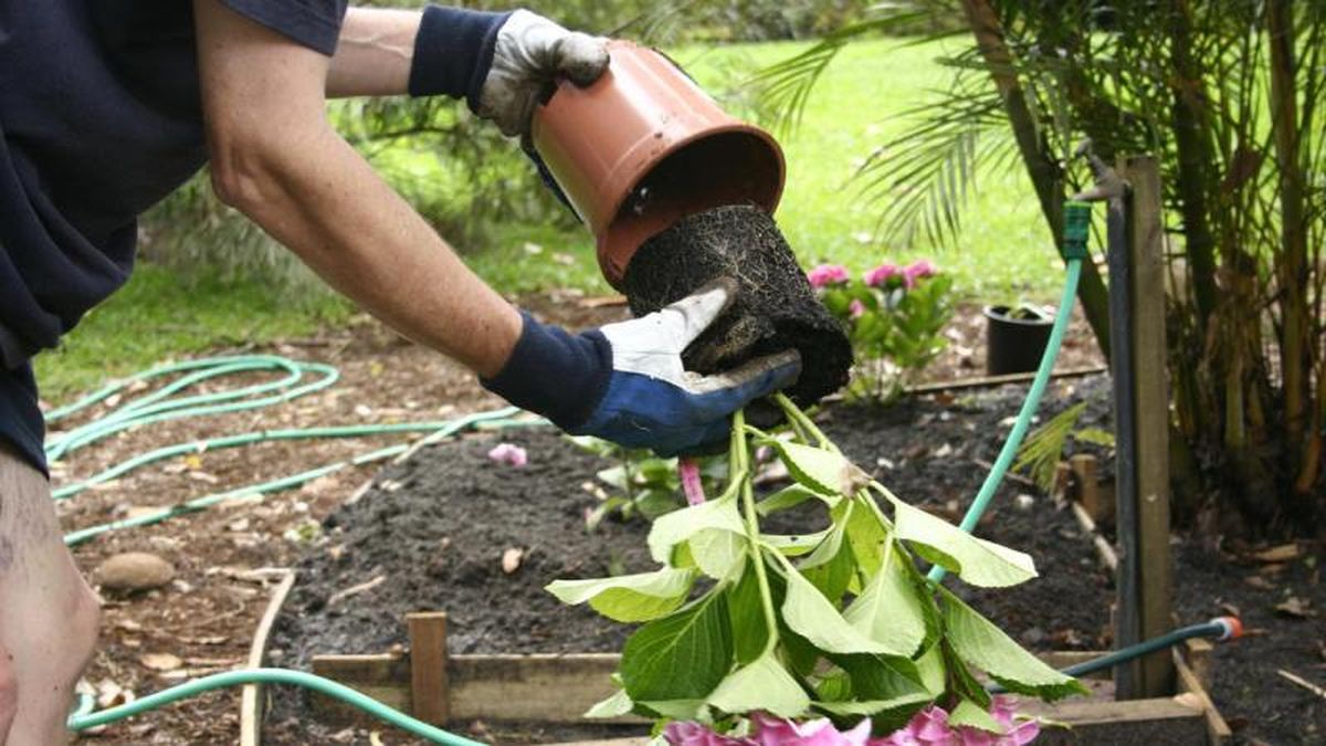 Plantación de hortensias.