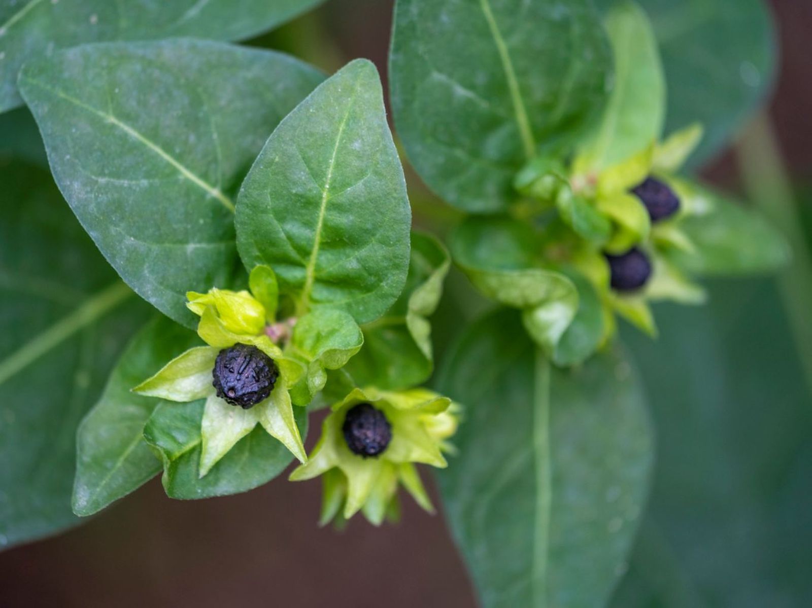 Semillas de Mirabilis jalapa.