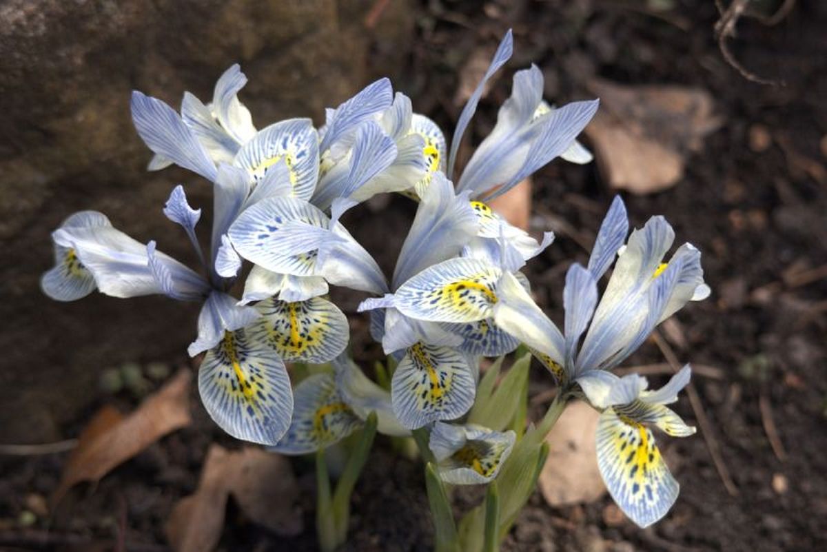 Iris reticulata Katharine Hodgkin