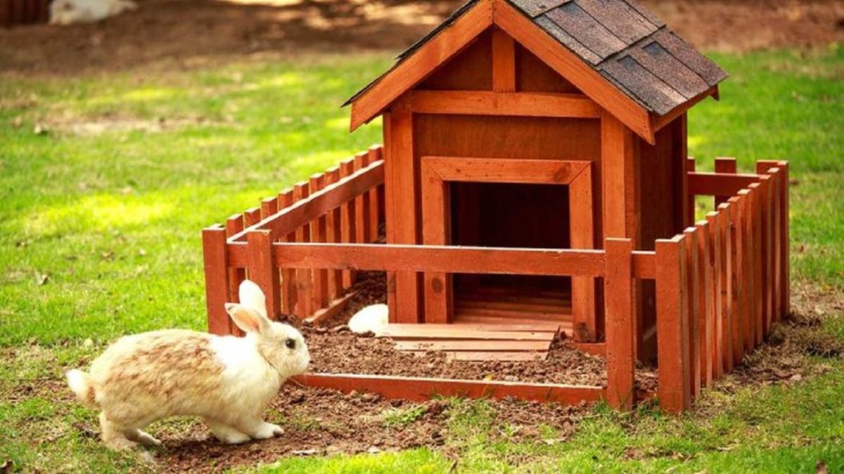 mi conejo muerde la jaula 4