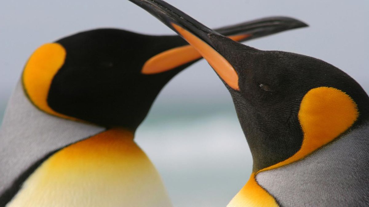 animales fieles a su pareja pinguinos