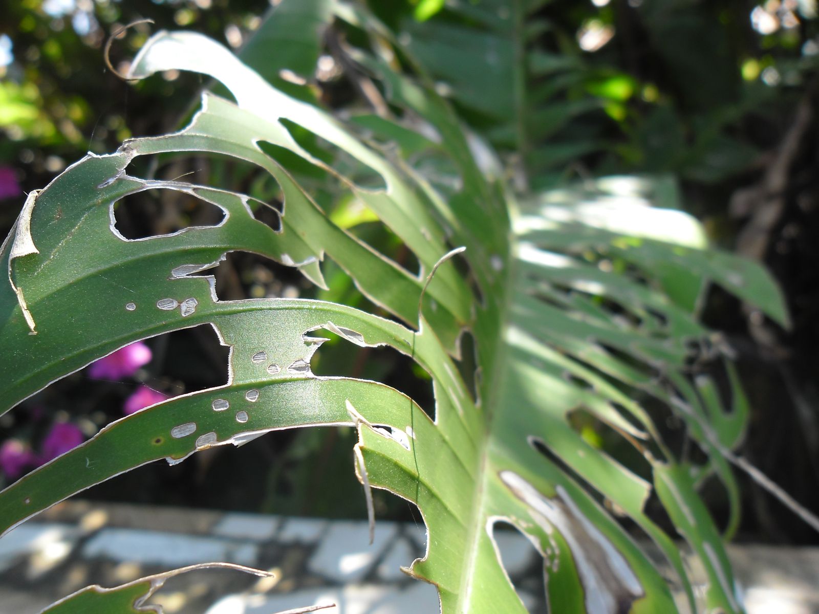 5 Consejos para evitar plagas en las plantas