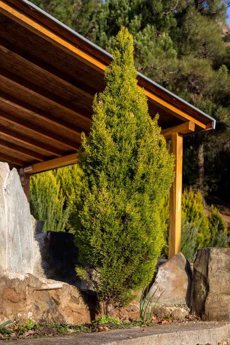 Ciprés gold crest
