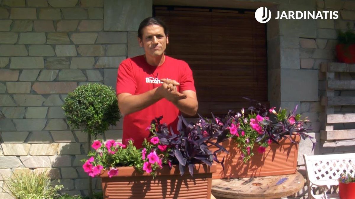 Composición floral con tradescantias purpureas para el balcón