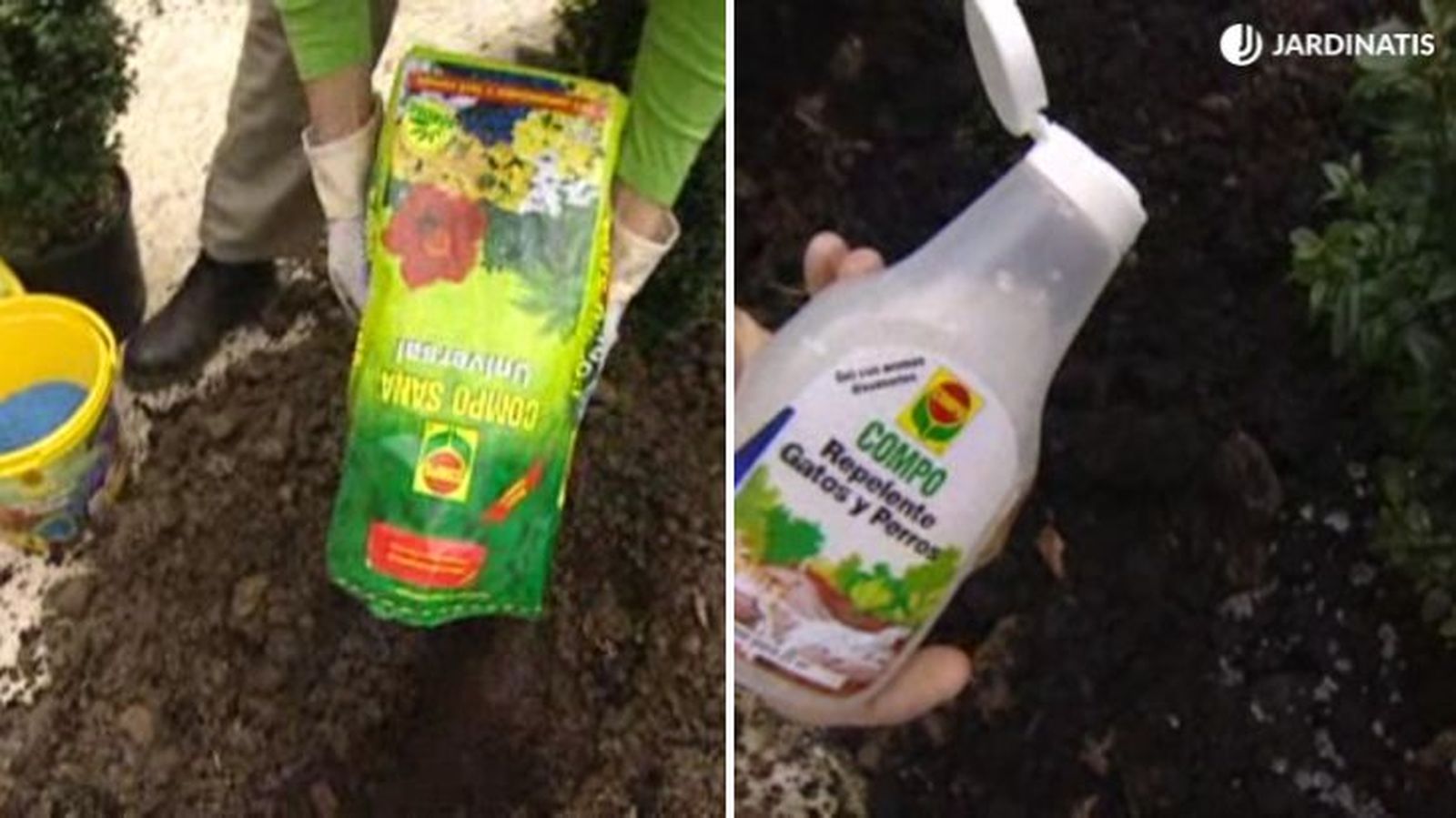 plantacion boj jardin brico 424