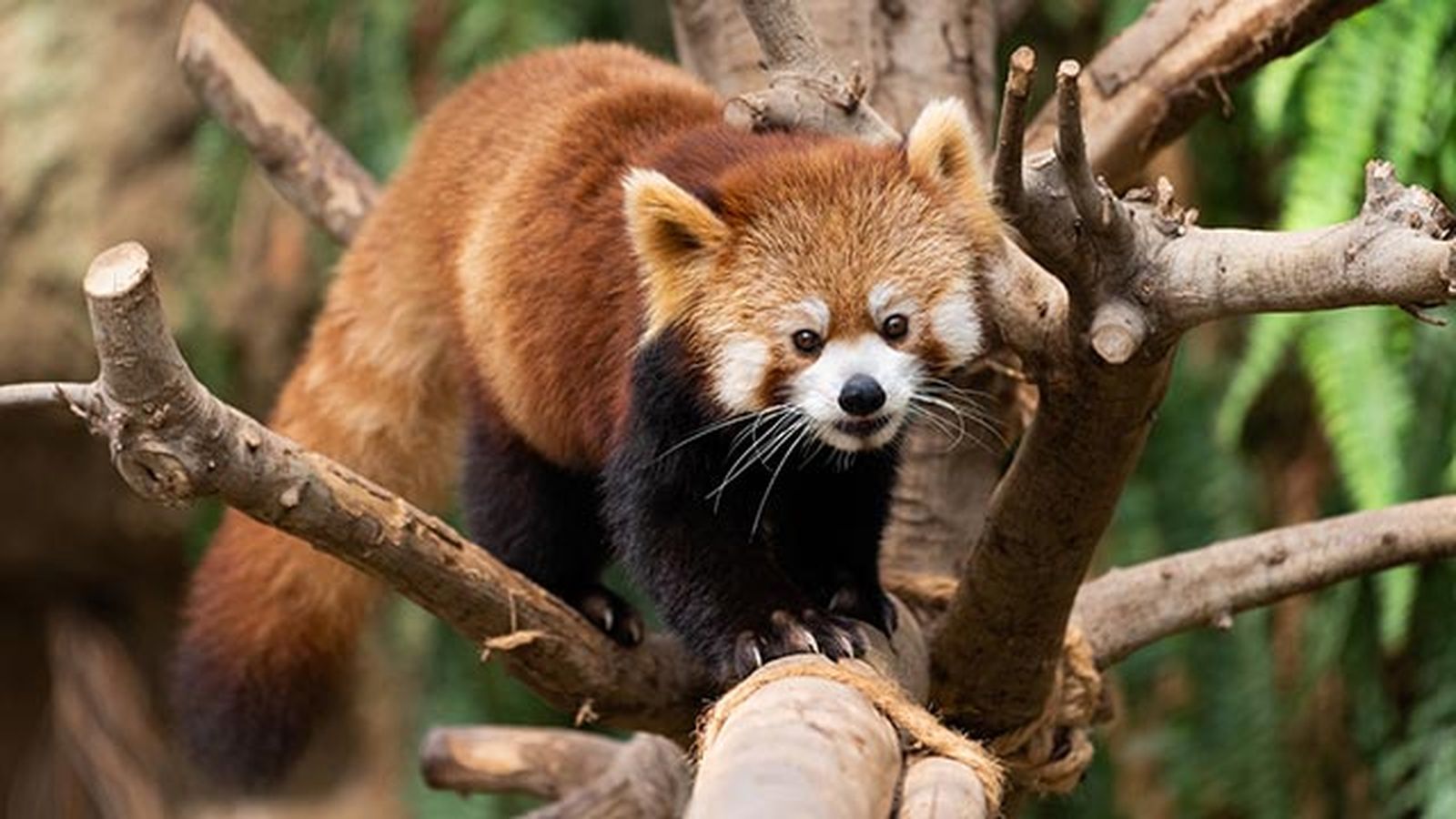panda rojo arbol