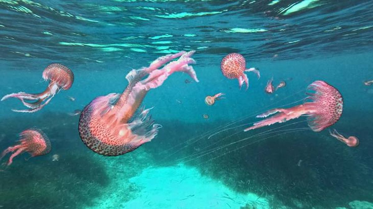 medusa inmortal ciencia