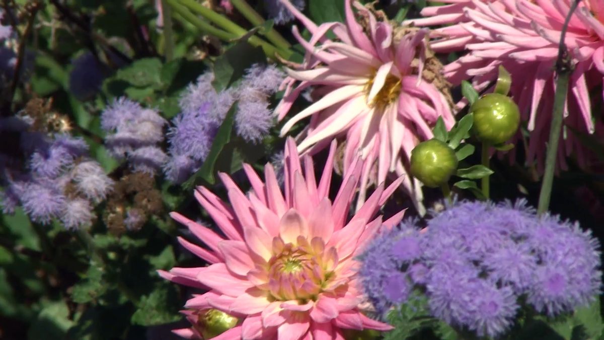 deko 708 jardineria parterre otono dalias