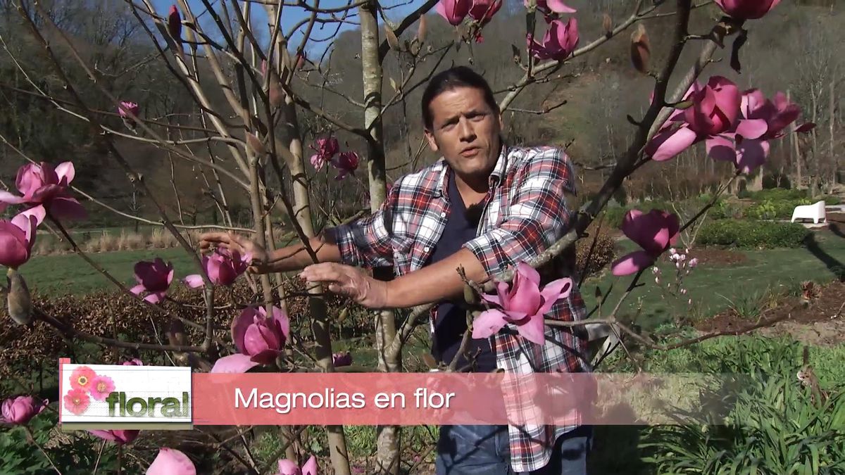 deco 726 jardin magnolios flor