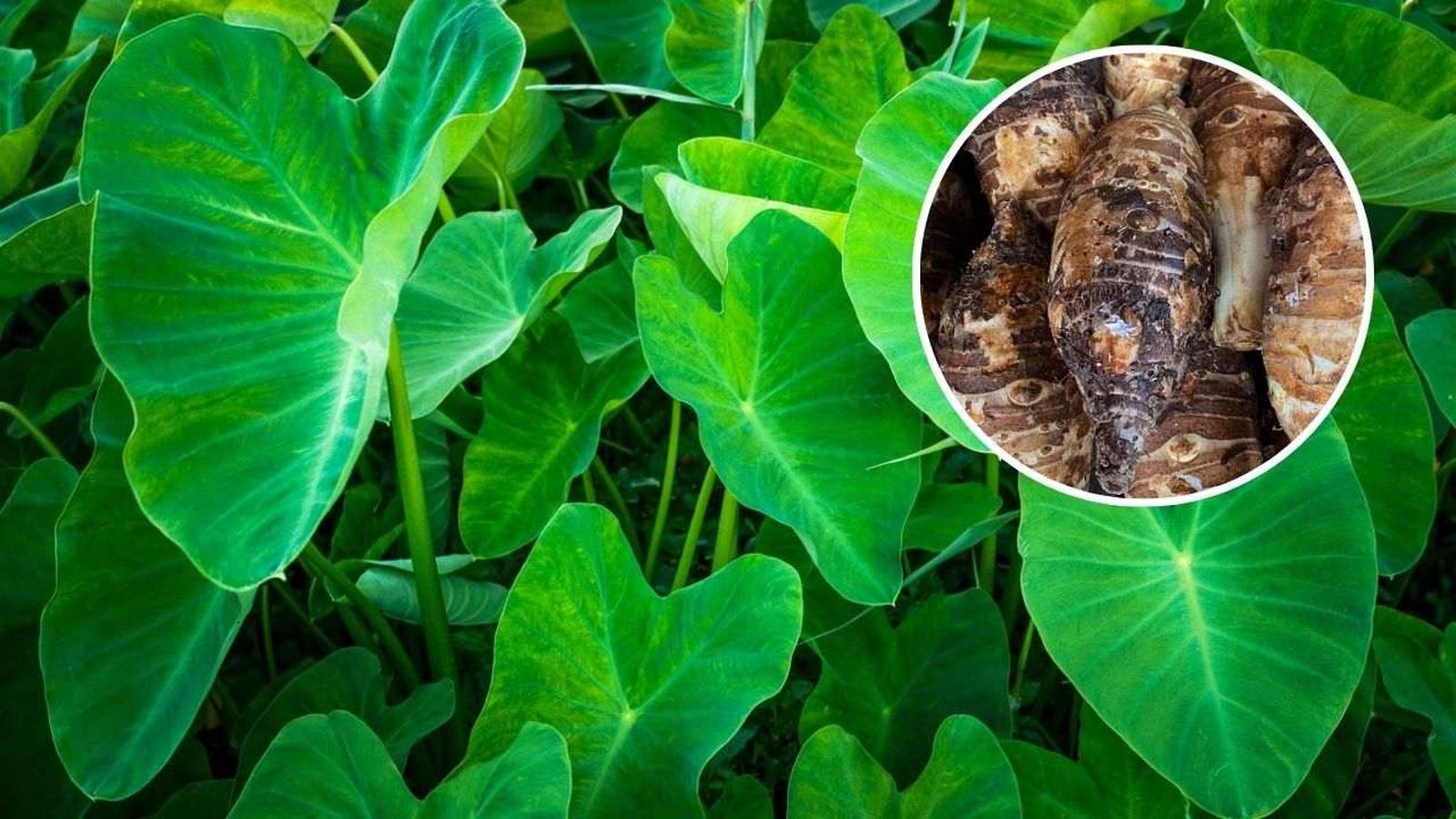 Taro, tubérculo de Colocasia esculenta
