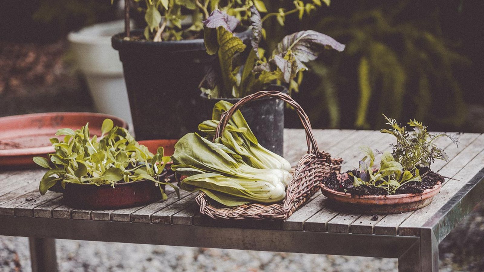 brico 1010 jardin plantar hortalizas asiaticas huerto urbano xl