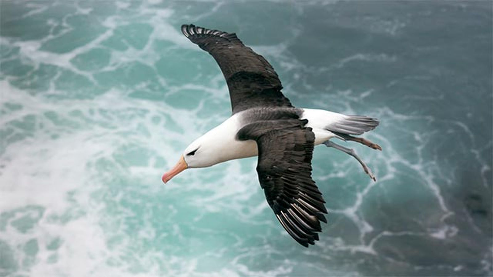 albatros