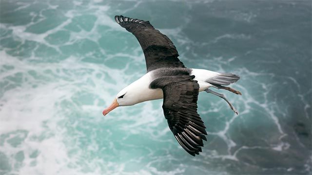 albatros