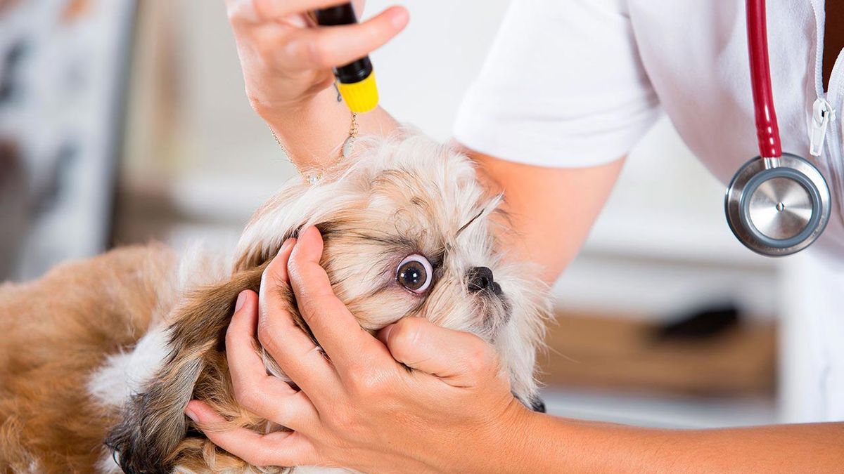 mascotas perros colirio ojos 1