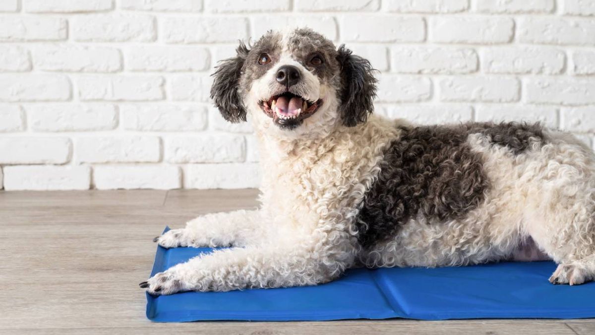 mantas refrescantes para mascotas perros calor verano