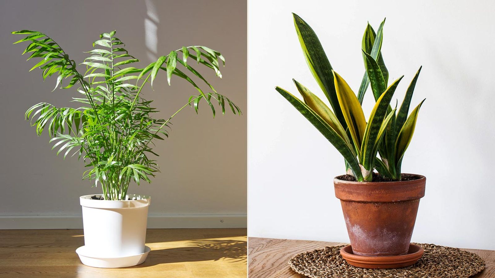 plantas interior necesitan poca luz xl briconsulta inigo segurola