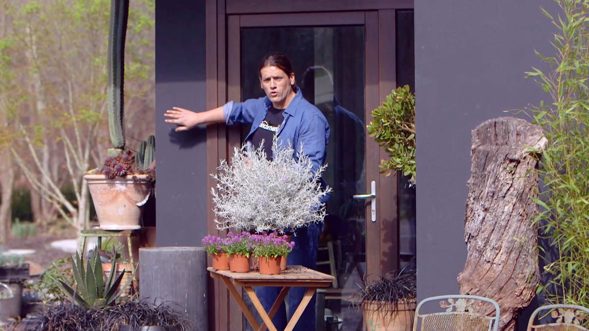 brico 951 3 eremophila nivea plantas follaje blanco plantacion