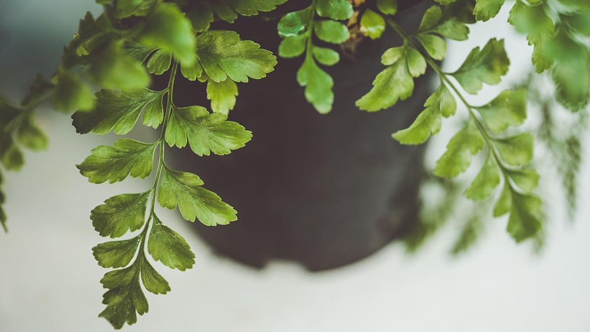 brico 1016 jardin Helecho rustico ssplenium parvati hojas