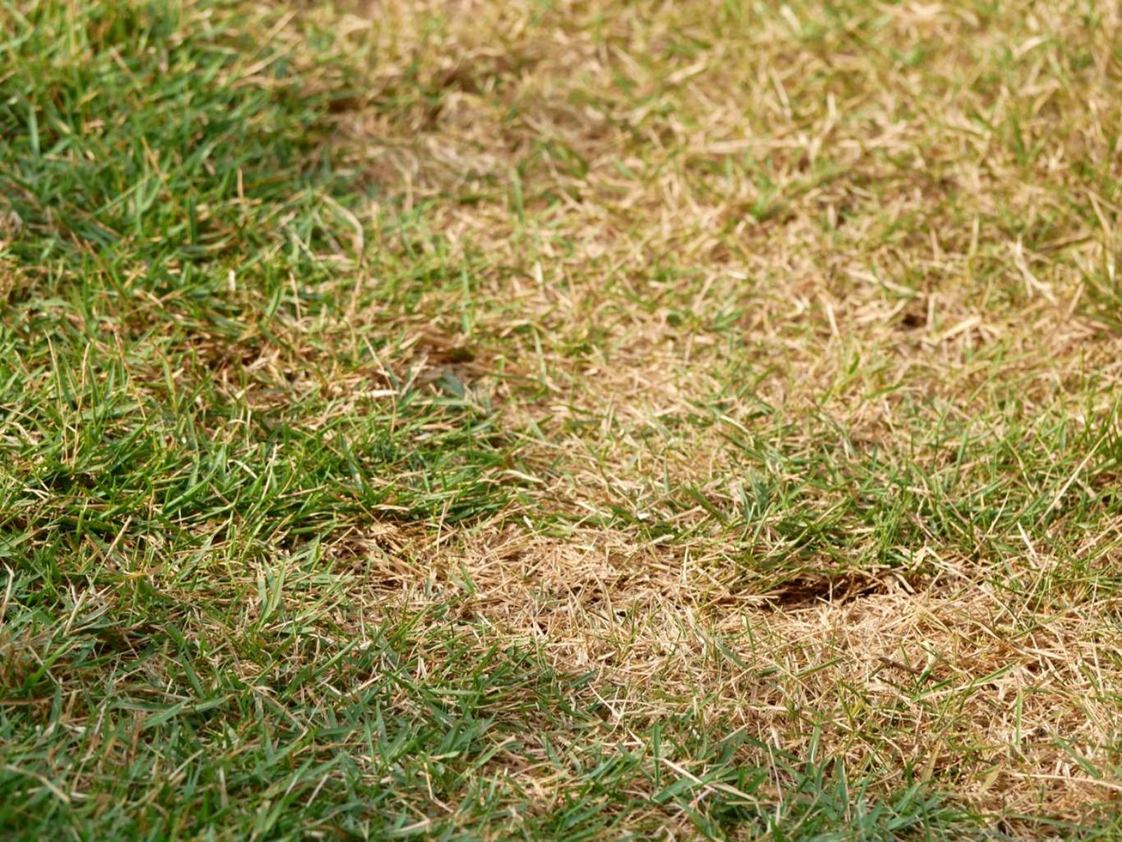 Que el césped adquiera una tonalidad marrón puede tener diversas causas.