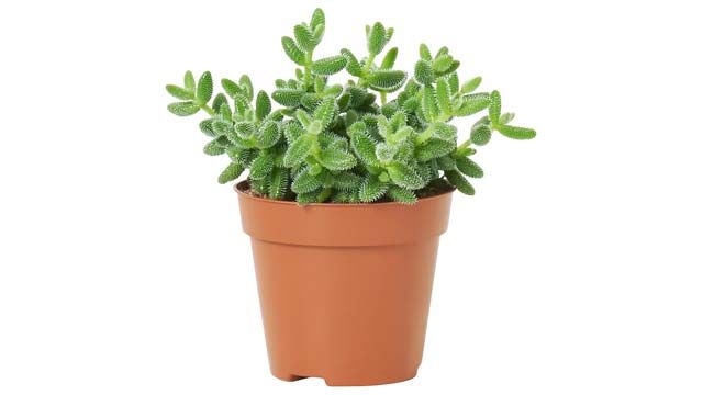 Delosperma ikea
