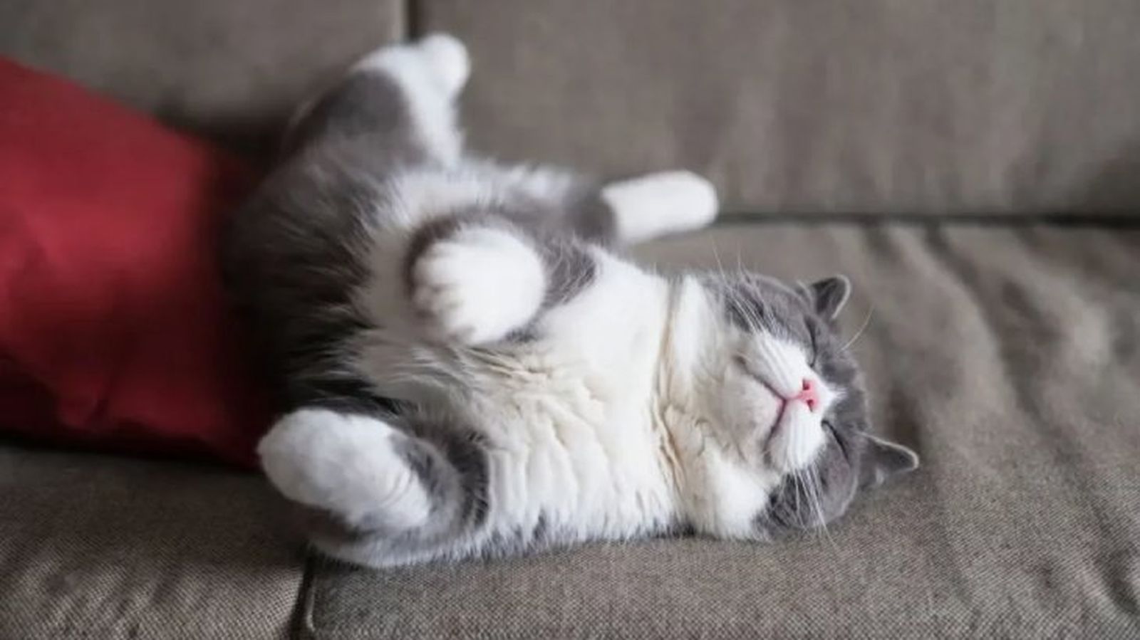 cuantas horas duerme un gato 1