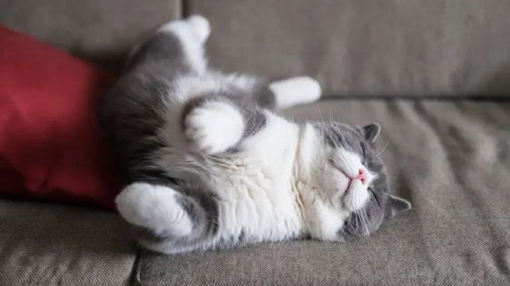 cuantas horas duerme un gato 1