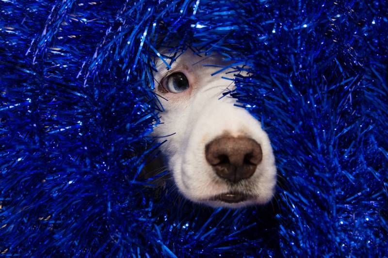 Los perros se sienten más seguros con rutinas predecibles.