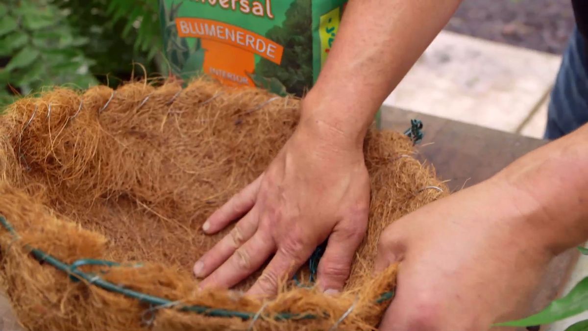 Bricomania 919 3 plantacion helechos colgantes helecho contenedor coco