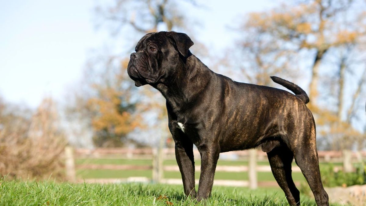 cane corso o mastin italiano