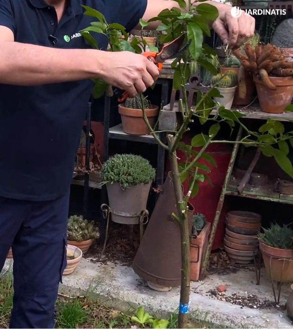 poda de limonero de forma correcta