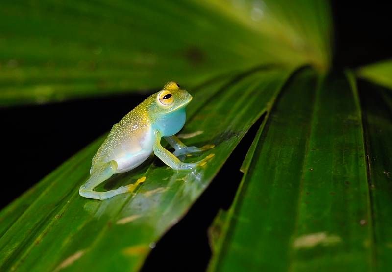 Ranas de cristal (familia Centrolenidae). Pueden vivir hasta 15 años en cautiverio.