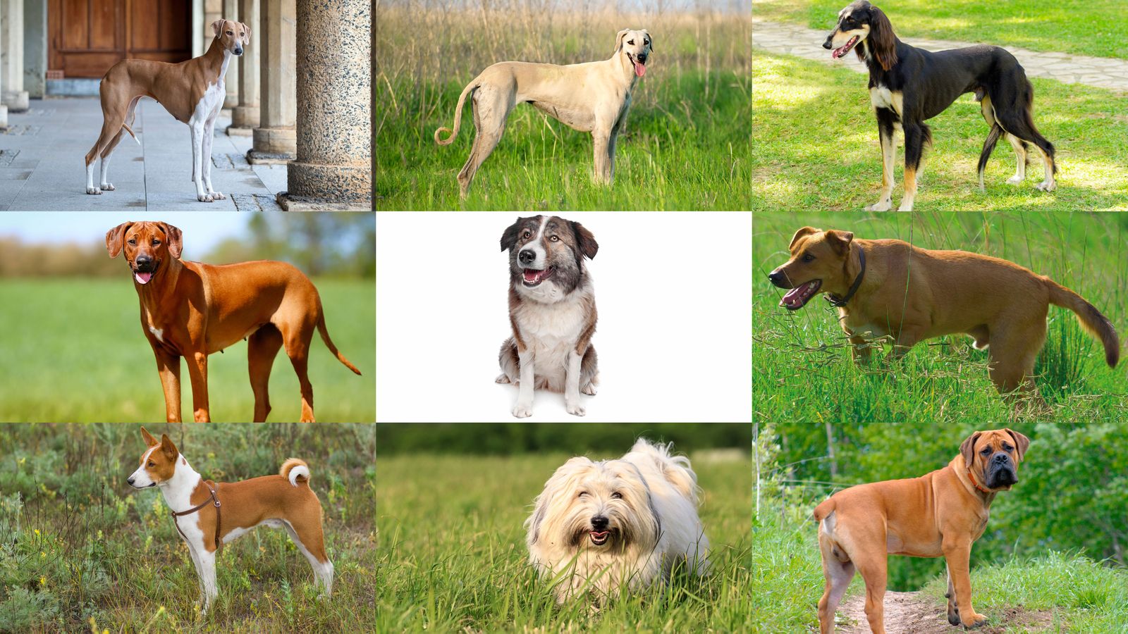 9 razas perro Africa