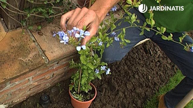 plantacion enredaderas plumbago capensis brico 360 jardin