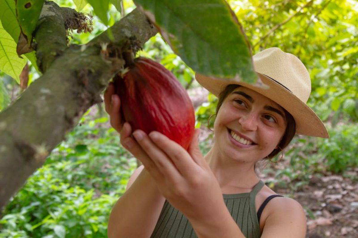Un árbol de cacao tarda entre 3 y 5 años en producir frutos