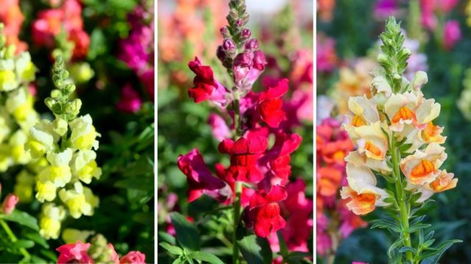 flores de colores de boca de dragon