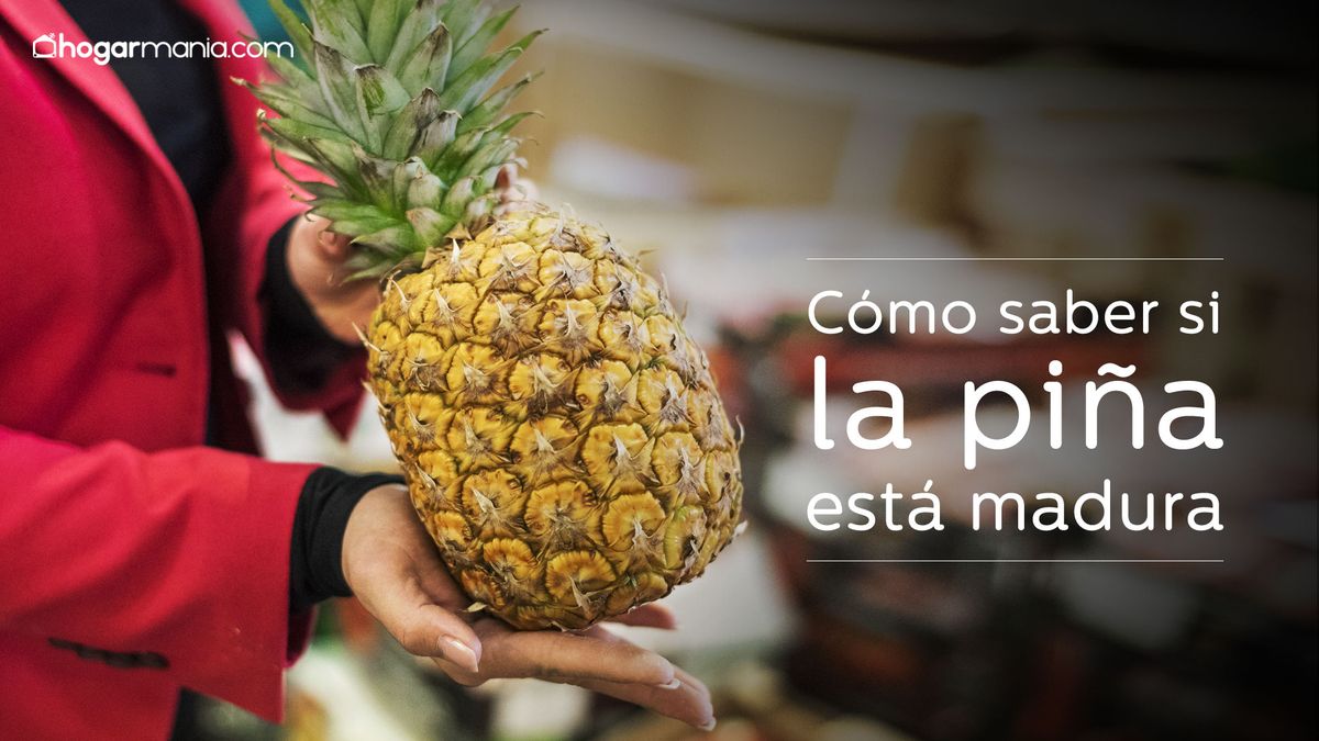 pina comprar consejo xl