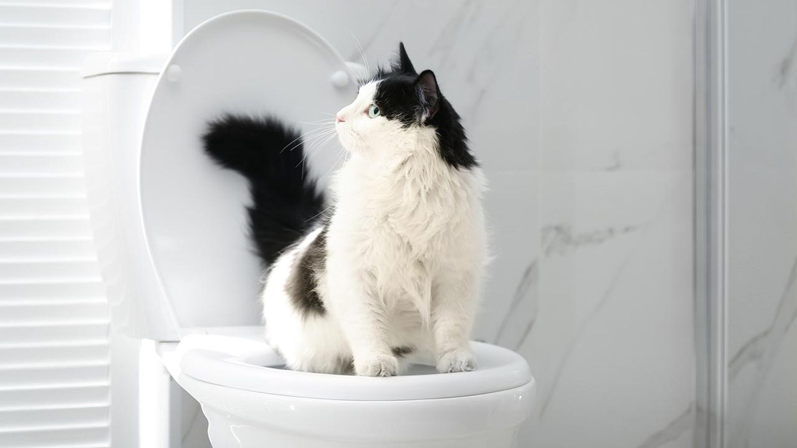 gato usar wc portada