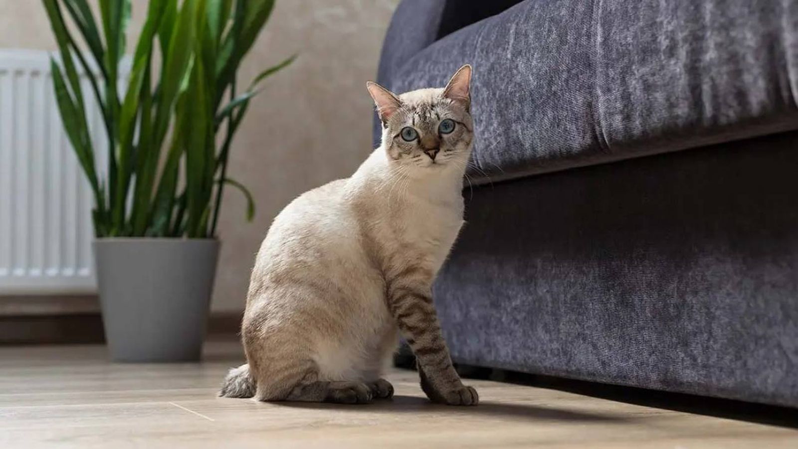 gatos japoneses bobtail 2 (1)