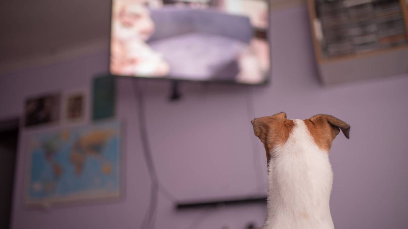 Su visión está optimizada para detectar movimiento y adaptarse a la oscuridad.