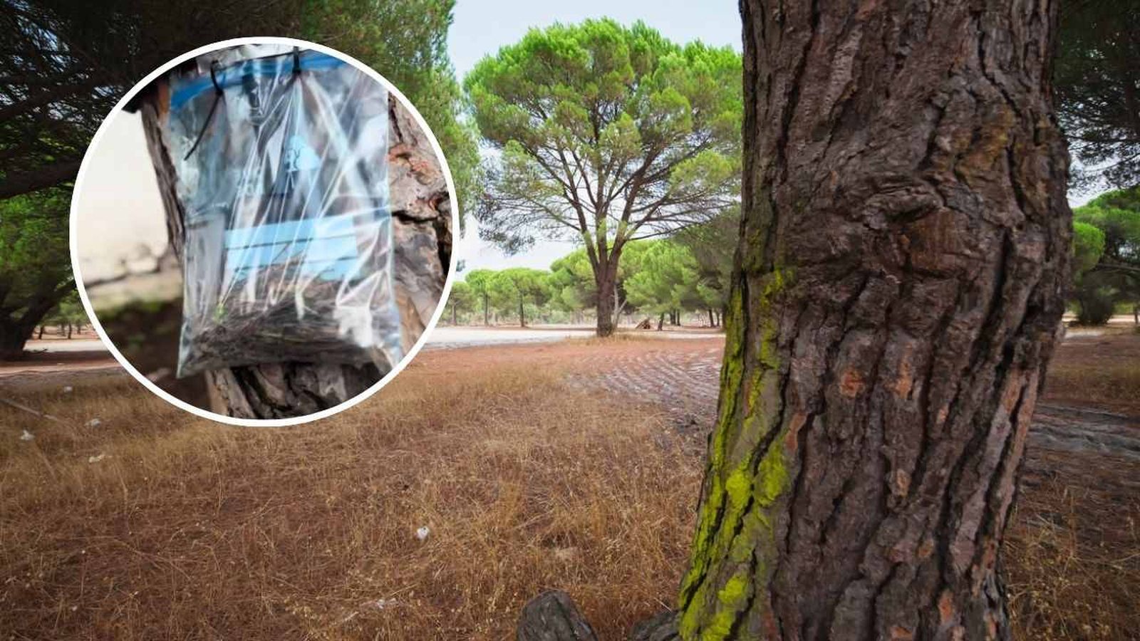 La procesionaria del pino está afectando ya en el entorno.