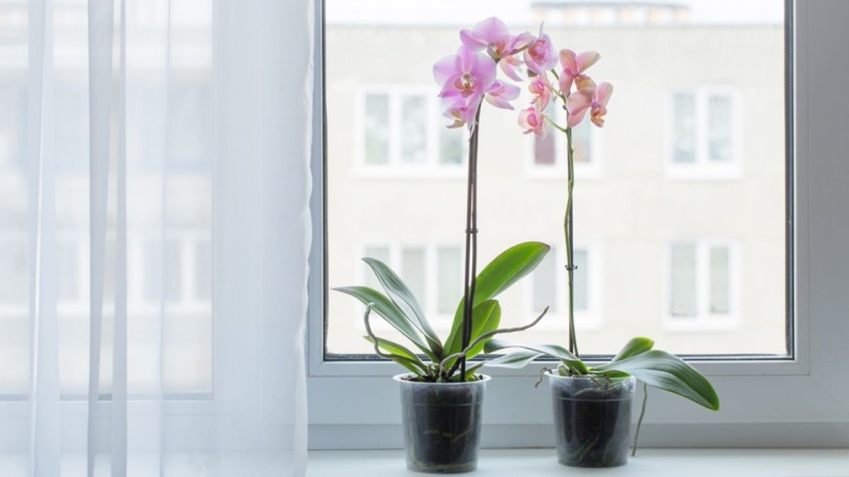 La orquídea es una planta muy elegante, perfecta com regalo.