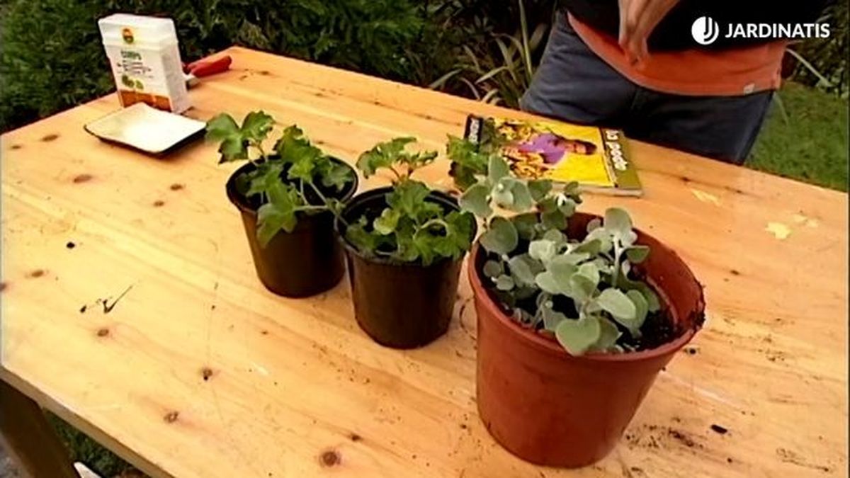 esquejes de geranio invierno brico 351