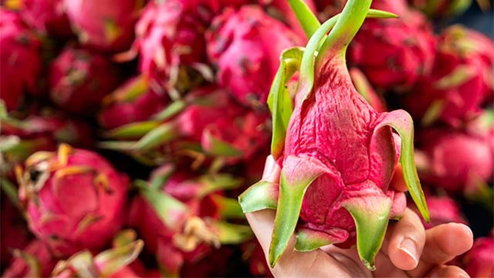 Fruta del dragón o pitahaya