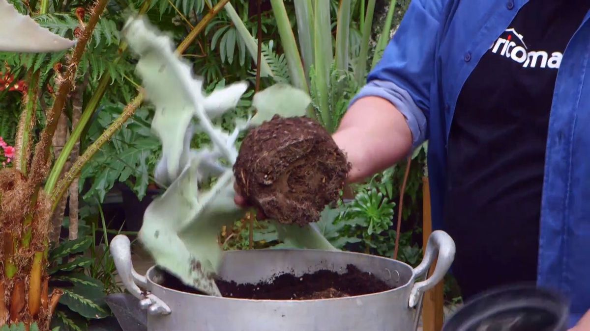 brico 933 3 kalanchoe beharensis cuidados