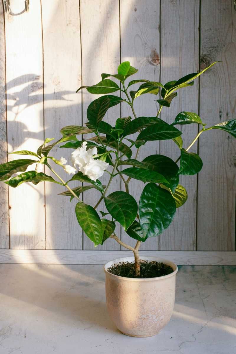 Gardenia en flor.