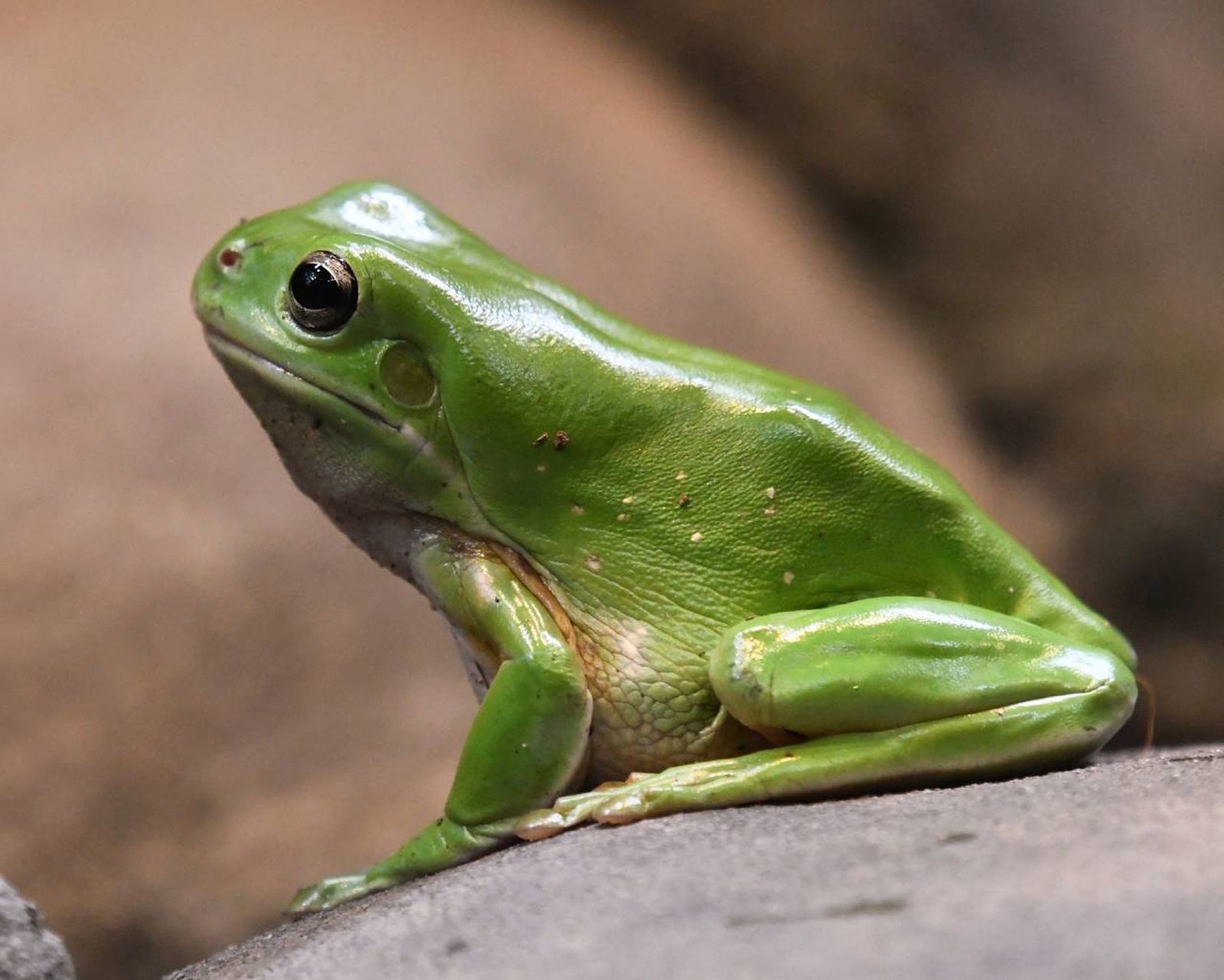 Pequeñas a medianas, con una longitud media de 3 a 10 cm, dependiendo de la especie.