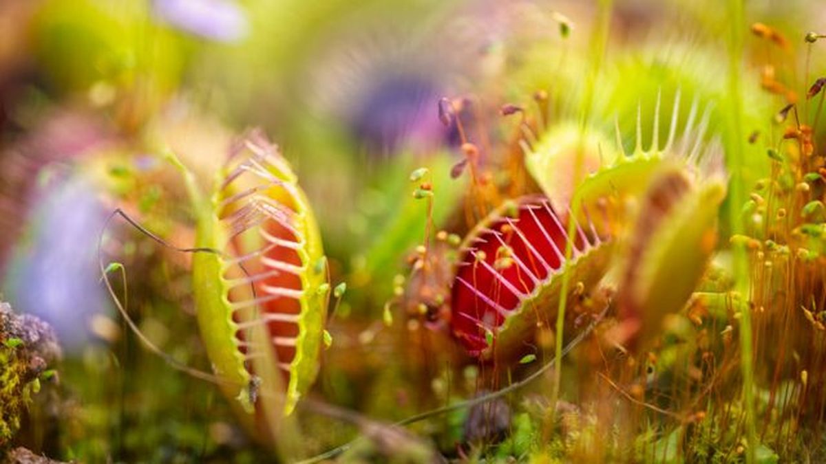 propagar dionaea muscipula dionaea muscipula